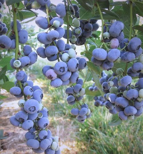 北京哪种蓝梅品种最好？-图1