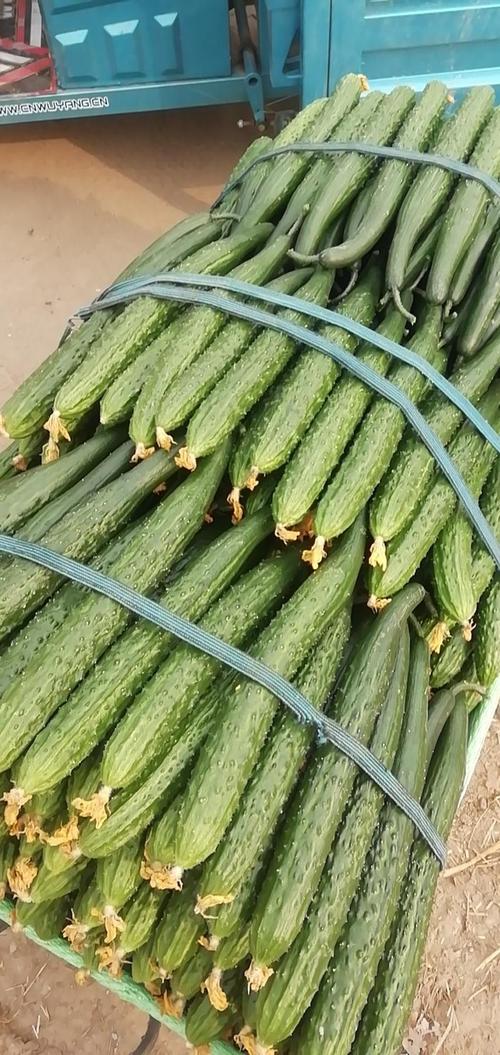 日光温室大棚黄瓜品种怎么选?-图1 日光温室大棚黄瓜品种怎么选?-图1