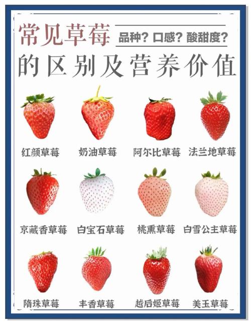 哪些草莓品种产量高？-图1