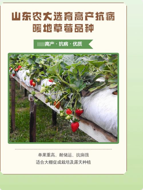 哪些草莓品种产量高？-图2