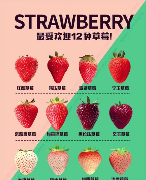 哪些草莓品种产量高？-图3