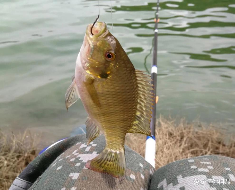 非洲鲫鱼养殖技术视频-图2