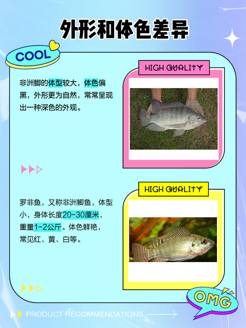 非洲鲫鱼养殖技术视频-图3