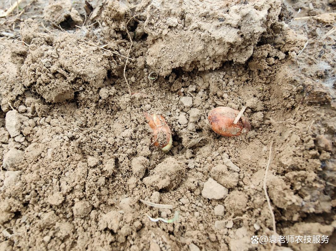 夏播花生品种有哪些?-图3 夏播花生品种有哪些?-图3