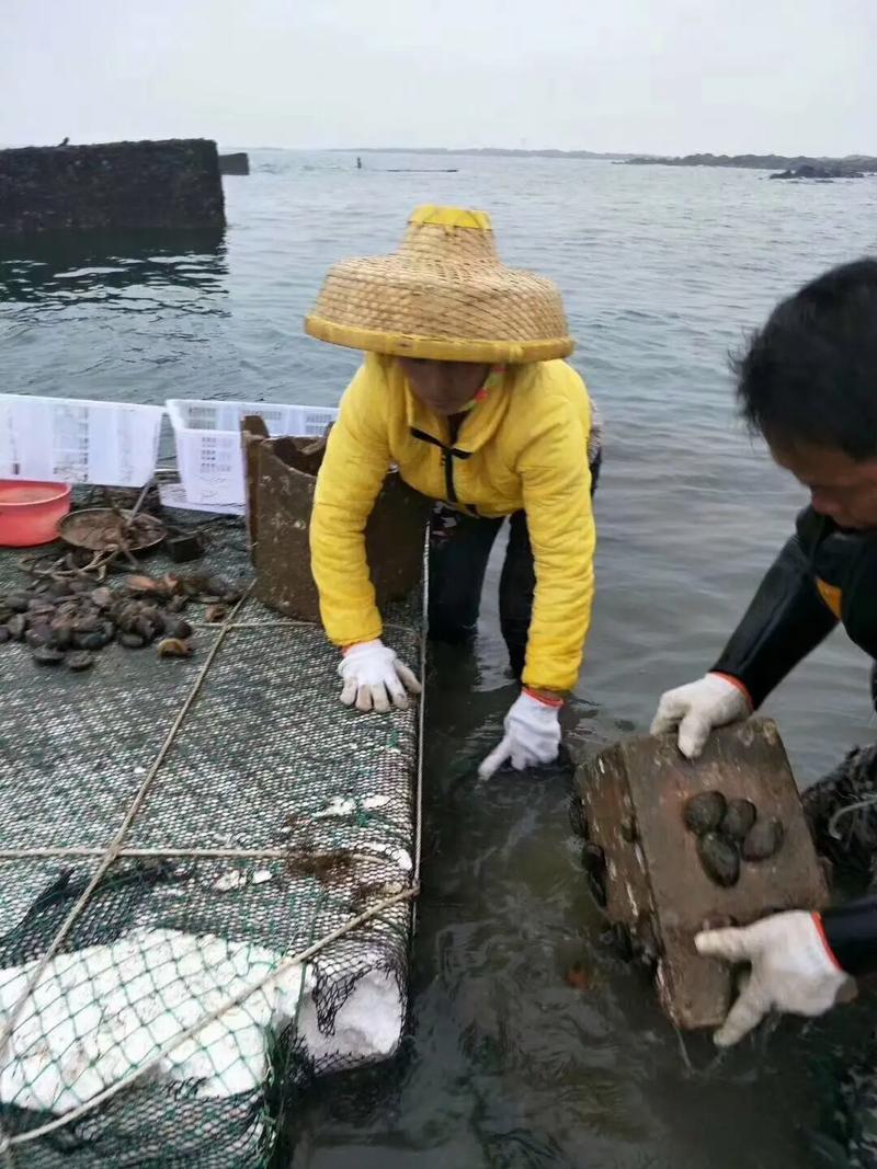 鲍鱼养殖技术视频,如何高效掌握关键要点?-图2 鲍鱼养殖技术视频,如何高效掌握关键要点?-图2