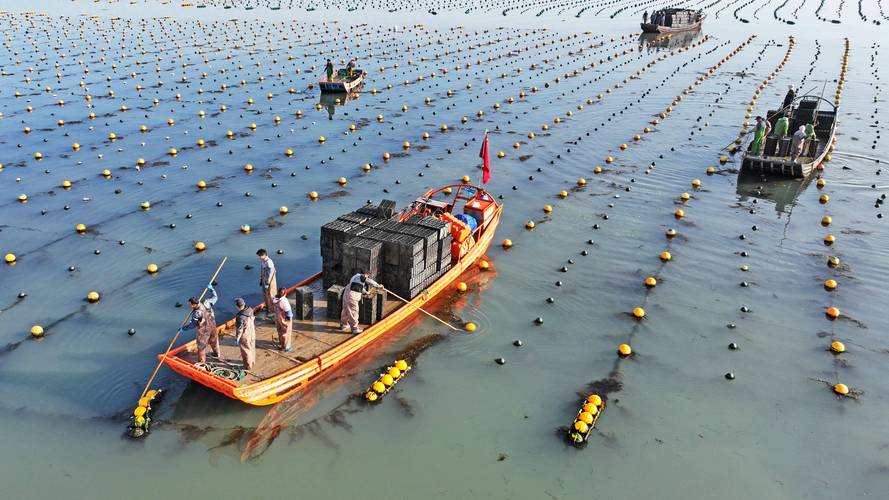 鲍鱼养殖技术视频,如何高效掌握关键要点?-图1 鲍鱼养殖技术视频,如何高效掌握关键要点?-图1