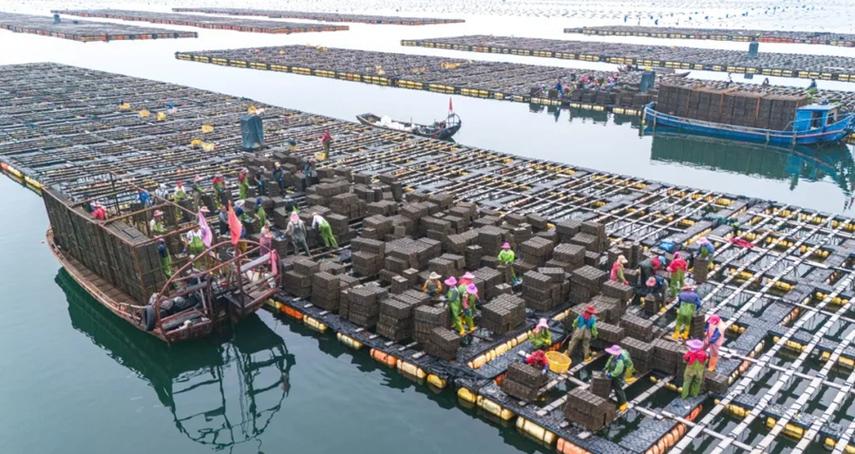 鲍鱼养殖技术视频,如何高效掌握关键要点?-图3 鲍鱼养殖技术视频,如何高效掌握关键要点?-图3