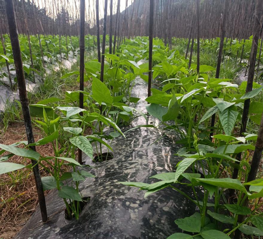 豇豆高产技术视频,关键点有哪些?-图1 豇豆高产技术视频,关键点有哪些?-图1