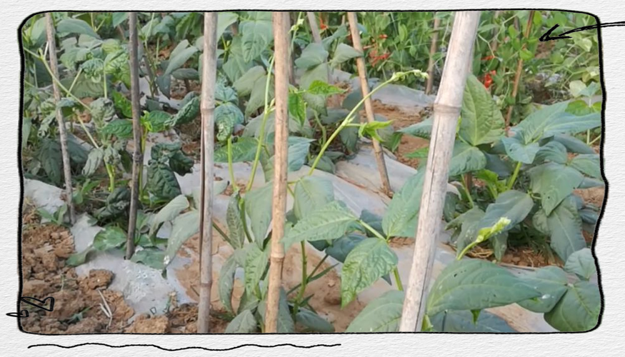 豇豆高产技术视频,关键点有哪些?-图2 豇豆高产技术视频,关键点有哪些?-图2