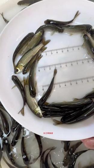 现代草鱼养殖技术视频有哪些关键要点？-图2