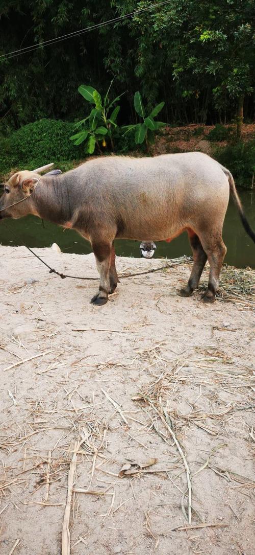 湖北适合养哪些水牛品种？-图2