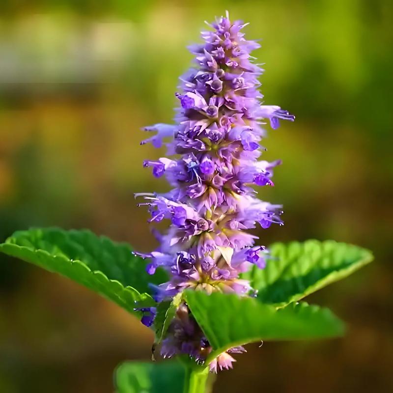 家庭盆栽藿香怎么种?-图1 家庭盆栽藿香怎么种?-图1