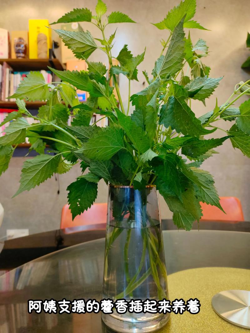 家庭盆栽藿香怎么种?-图2 家庭盆栽藿香怎么种?-图2