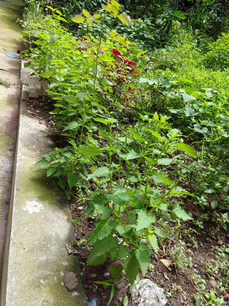 家庭盆栽藿香怎么种?-图3 家庭盆栽藿香怎么种?-图3