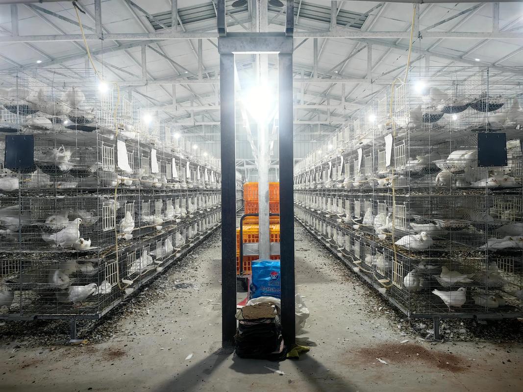 肉鸽养殖技术视频，新手如何快速掌握？-图3