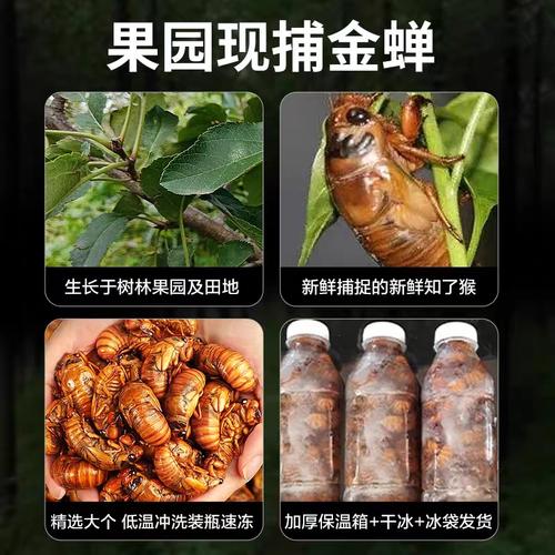 山东金蝉哪里价格最低？-图2