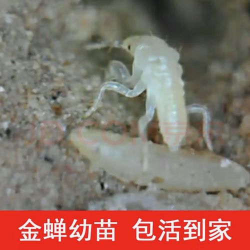 山东金蝉哪里价格最低？-图3