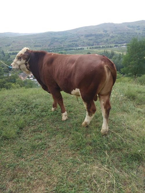 甘肃西门塔尔牛价格多少？-图2