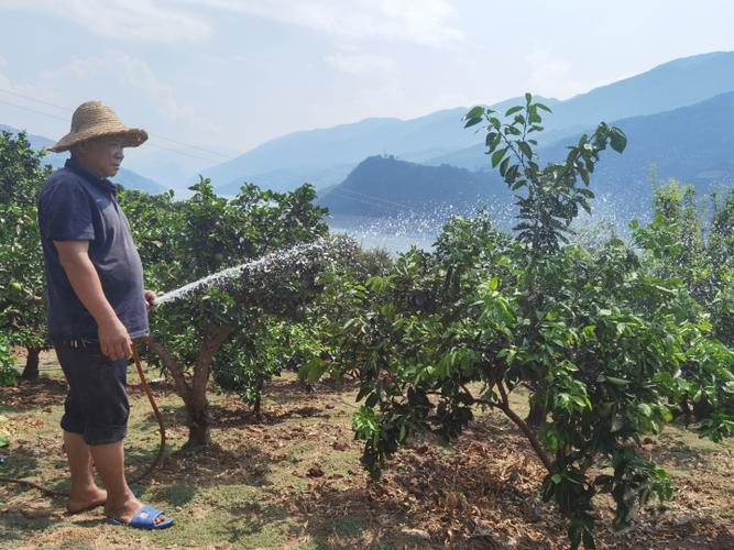 柑橘施肥技术视频有哪些关键要点?-图1 柑橘施肥技术视频有哪些关键要点?-图1