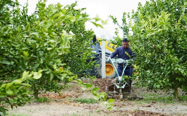 柑橘施肥技术视频有哪些关键要点?-图3 柑橘施肥技术视频有哪些关键要点?-图3