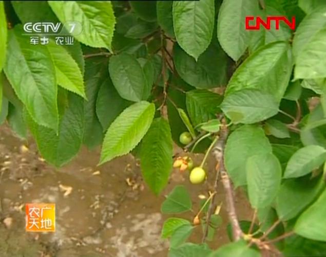 致富技术有哪些？农广天地教你种啥能赚钱？-图2