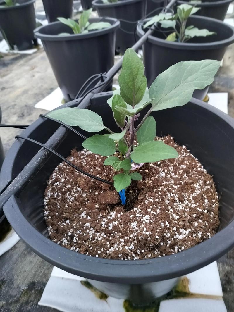 基质栽培蔬菜视频，关键技术点有哪些？-图3