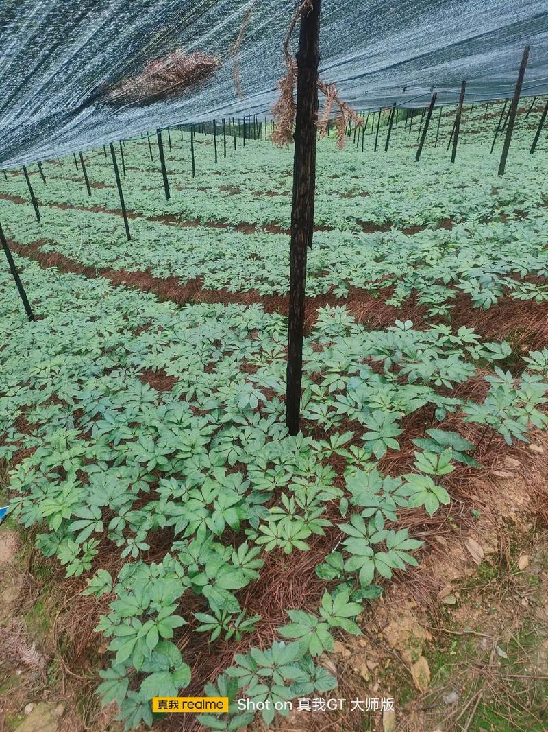 云南三七种植技术有哪些关键点?-图1 云南三七种植技术有哪些关键点?-图1