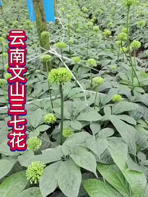 云南三七种植技术有哪些关键点?-图2 云南三七种植技术有哪些关键点?-图2