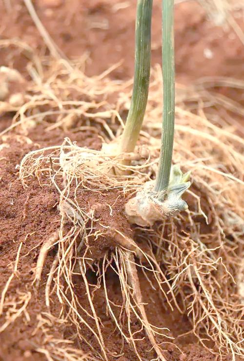 云南三七种植技术有哪些关键点?-图3 云南三七种植技术有哪些关键点?-图3