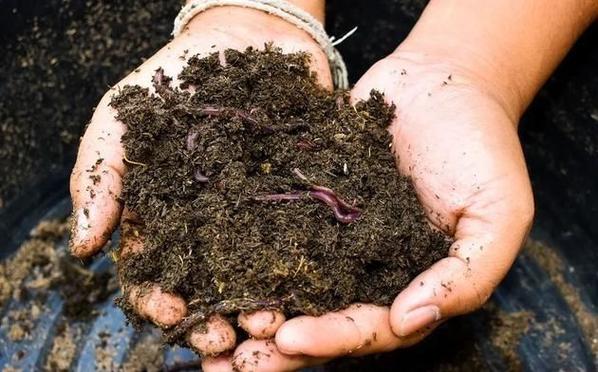 蚯蚓高效养殖技术视频如何快速上手？-图2