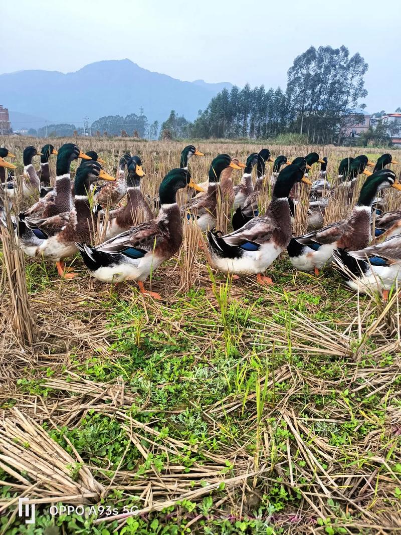 野外养鸭如何科学种植？-图1