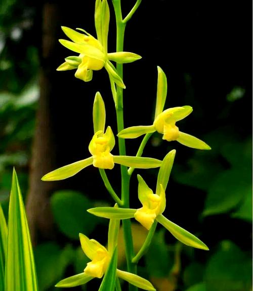 哪种兰花最便宜？附图片对比。-图2