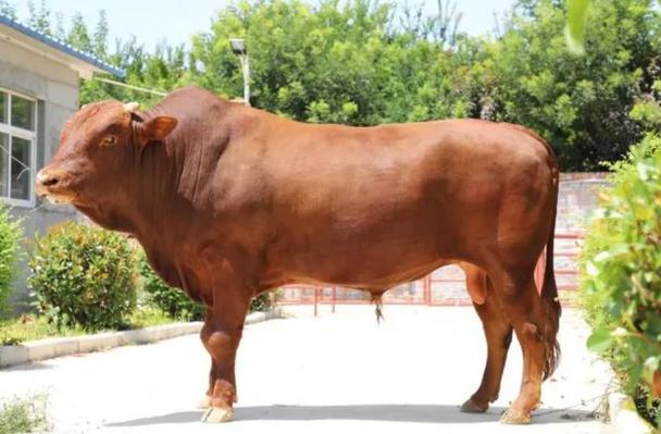 中国哪个品种的牛肉最好吃?-图2 中国哪个品种的牛肉最好吃?-图2