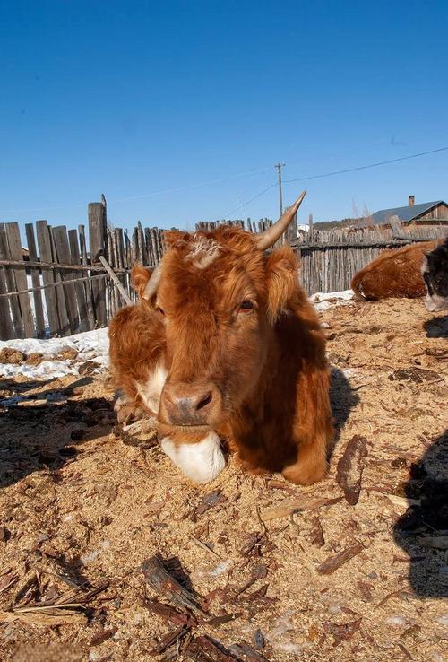 中国哪个品种的牛肉最好吃?-图3 中国哪个品种的牛肉最好吃?-图3