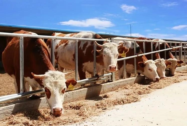 宁夏肉牛大型养殖技术如何高效实施?-图2 宁夏肉牛大型养殖技术如何高效实施?-图2