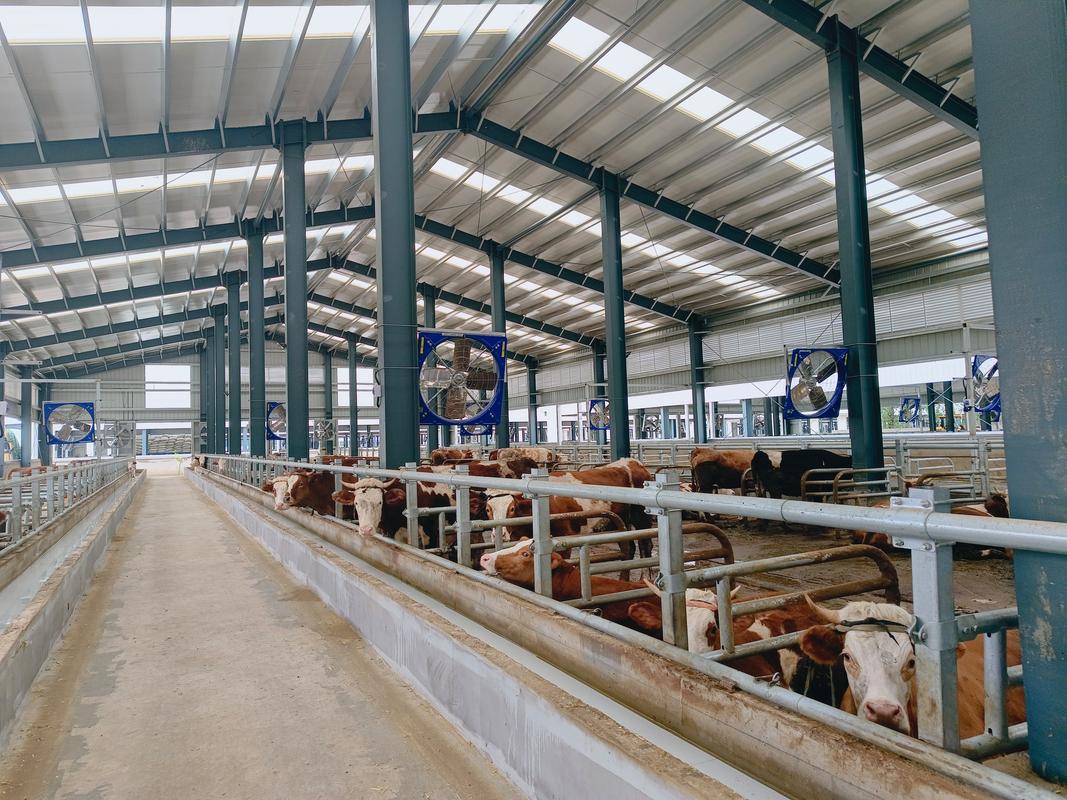 宁夏肉牛大型养殖技术如何高效实施?-图1 宁夏肉牛大型养殖技术如何高效实施?-图1