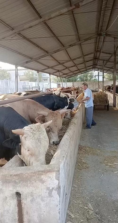 宁夏肉牛大型养殖技术如何高效实施?-图3 宁夏肉牛大型养殖技术如何高效实施?-图3