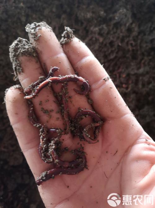 污泥处理蚯蚓养殖技术-图2