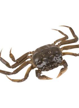 2025盘锦扣蟹价格会涨还是跌？-图3