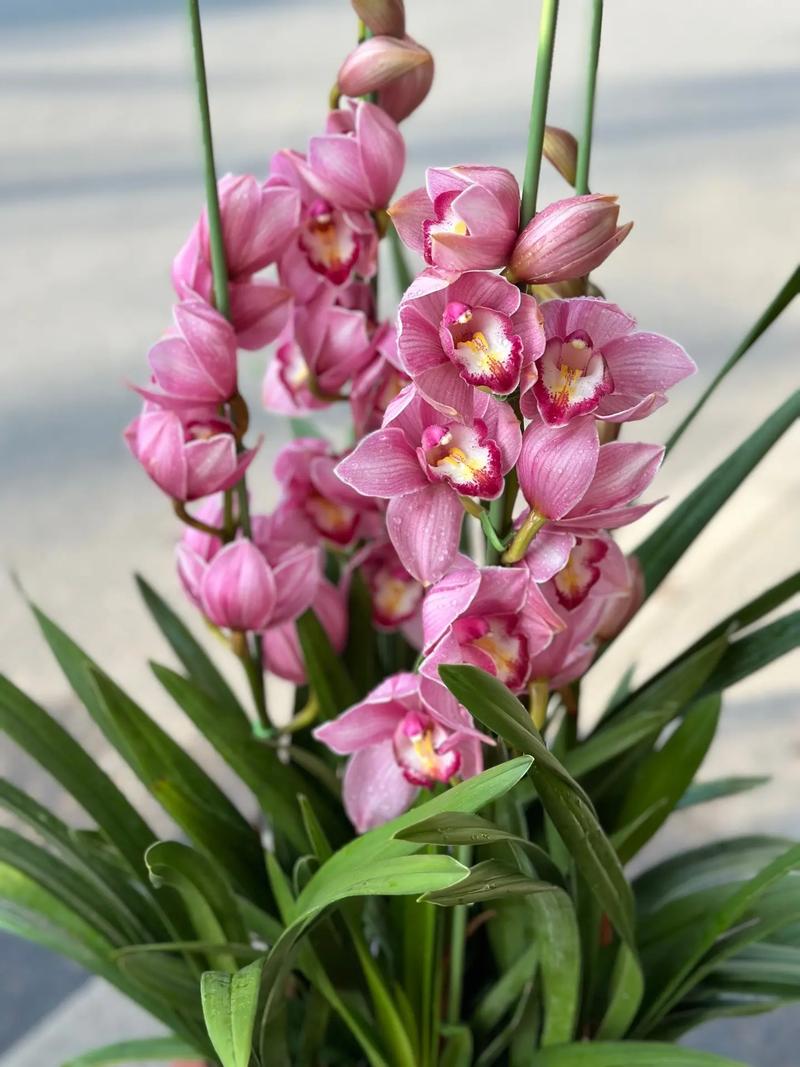 大花蕙兰哪个品种最好?-图1 大花蕙兰哪个品种最好?-图1