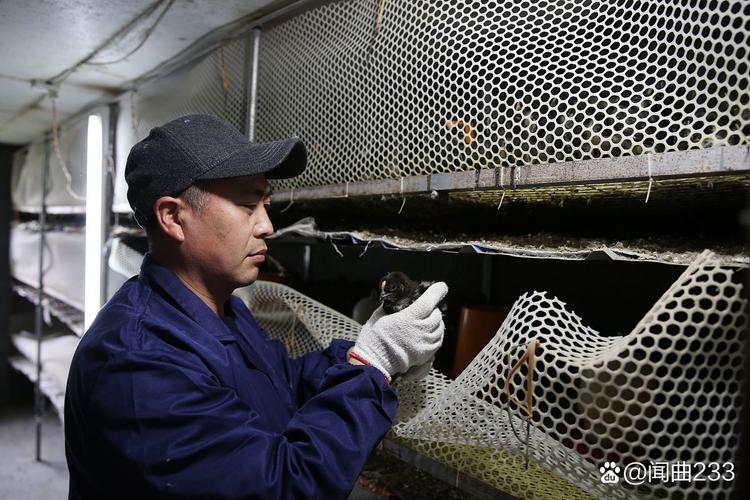 马蜂人工过冬技术图片如何操作？-图1