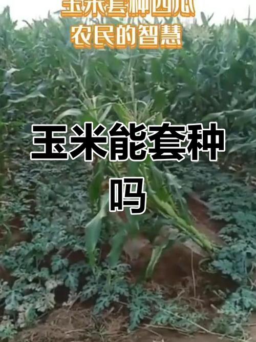 玉米灵芝套种技术视频怎么种？-图1