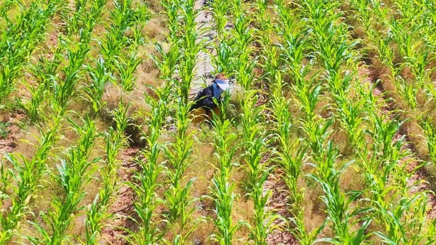 玉米灵芝套种技术视频怎么种？-图2