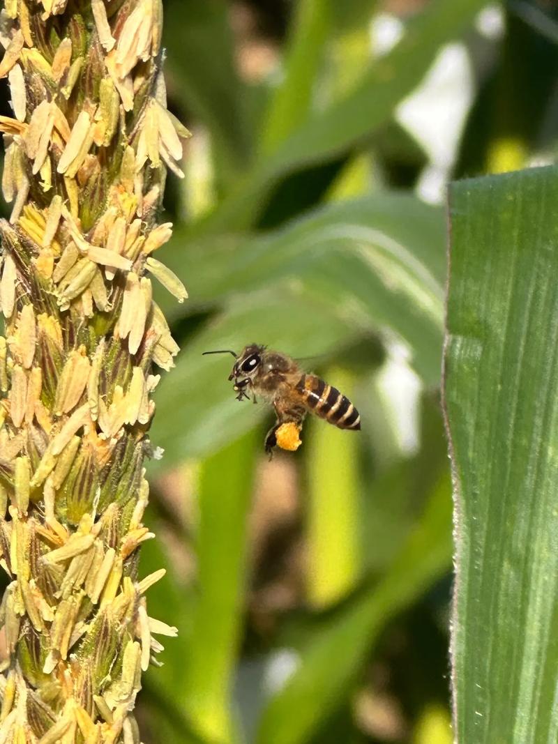 蜜蜂采蜜的品种有哪些？-图2