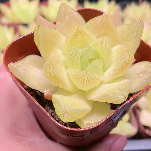 黄金菊玉露是菊科还是景天科品种？-图2