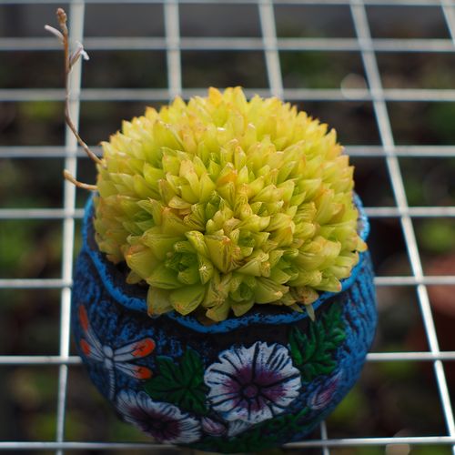 黄金菊玉露是菊科还是景天科品种？-图1