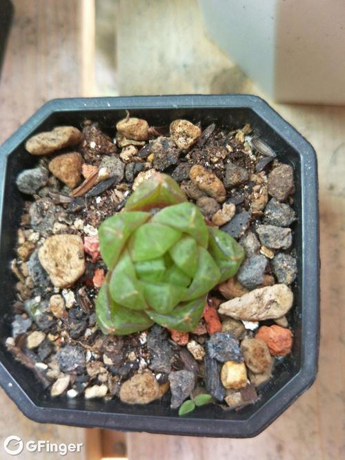 黄金菊玉露是菊科还是景天科品种？-图3