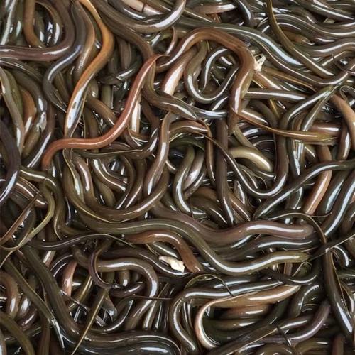 仙桃先锋黄鳝收购价多少钱一斤？-图1