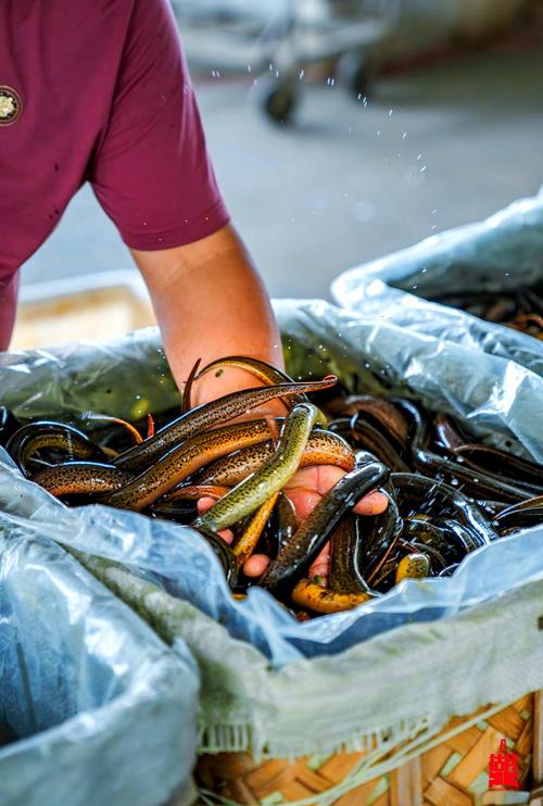 仙桃先锋黄鳝收购价多少钱一斤？-图2