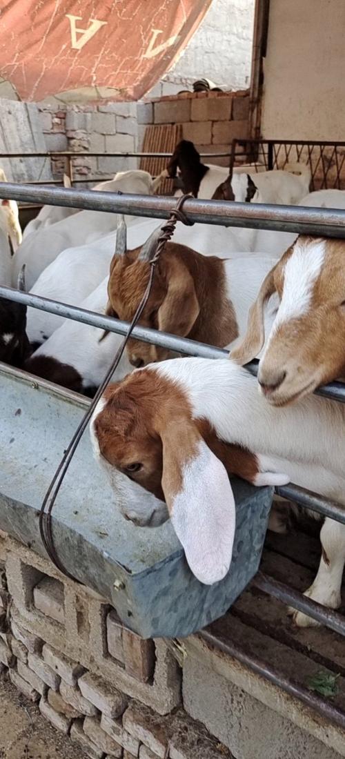 山东波尔山羊母羊价格多少?-图2 山东波尔山羊母羊价格多少?-图2